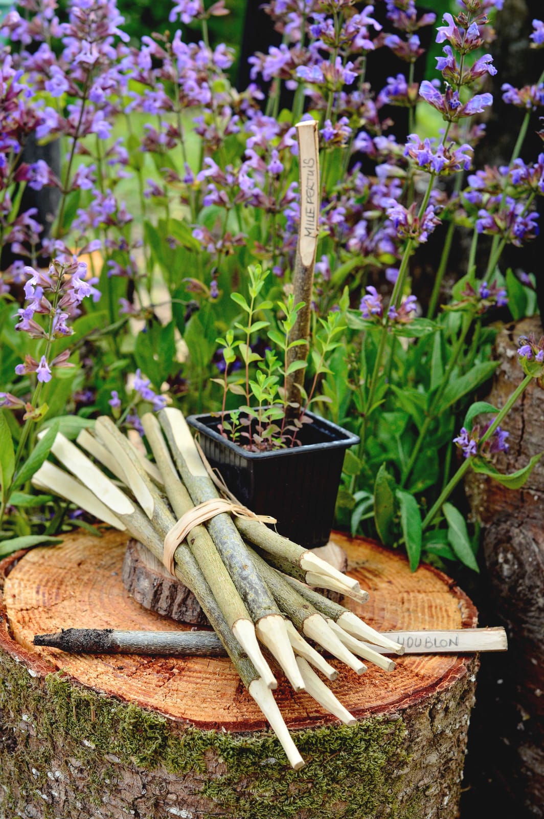 Fagot de 10 étiquettes en noisetier