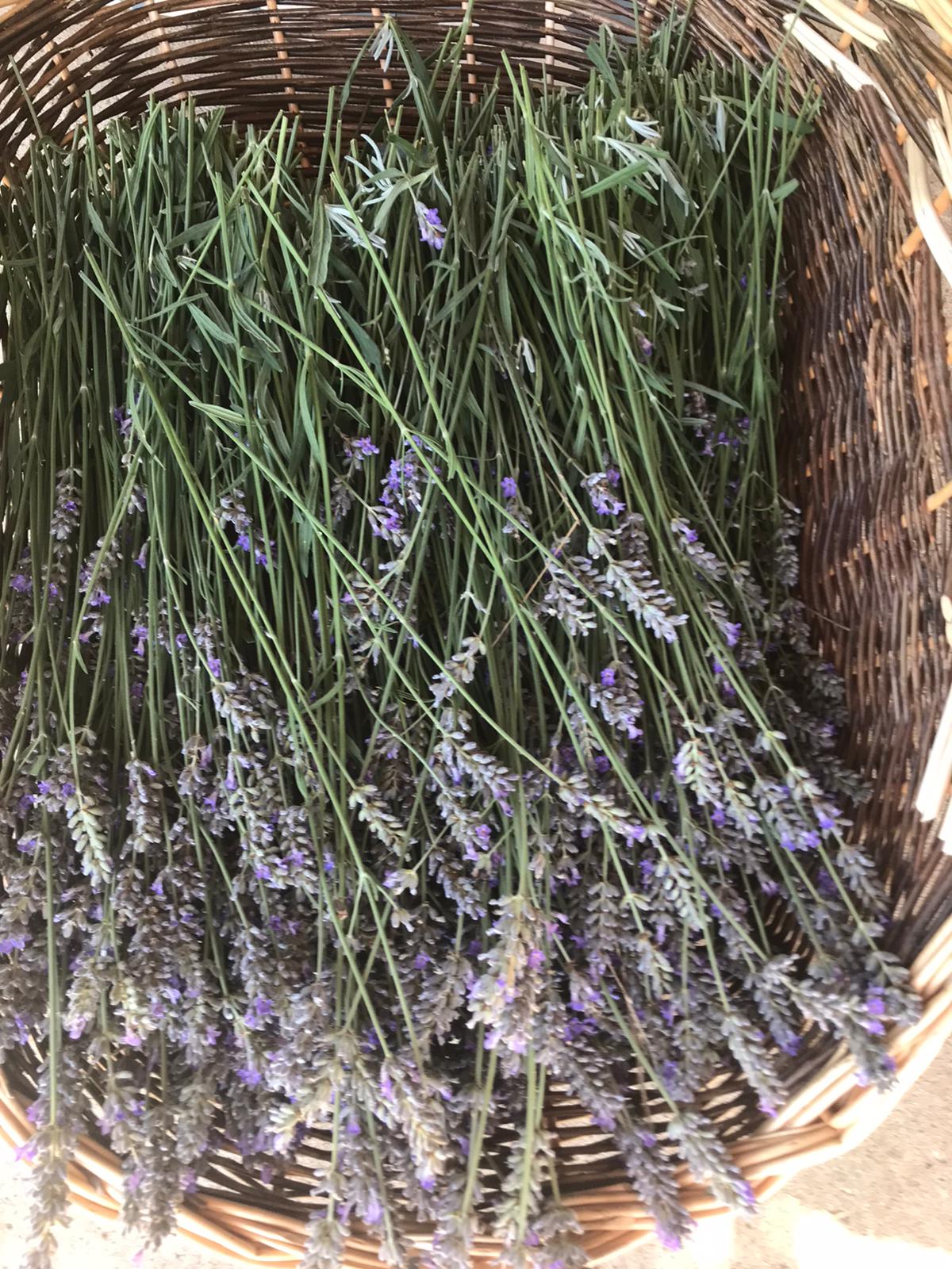 Sachet d'Herbes Aromatiques Séchées LAVANDE