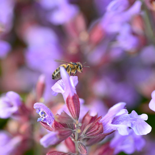 Pot de Miel toutes fleurs des Jardins de Kerascouet