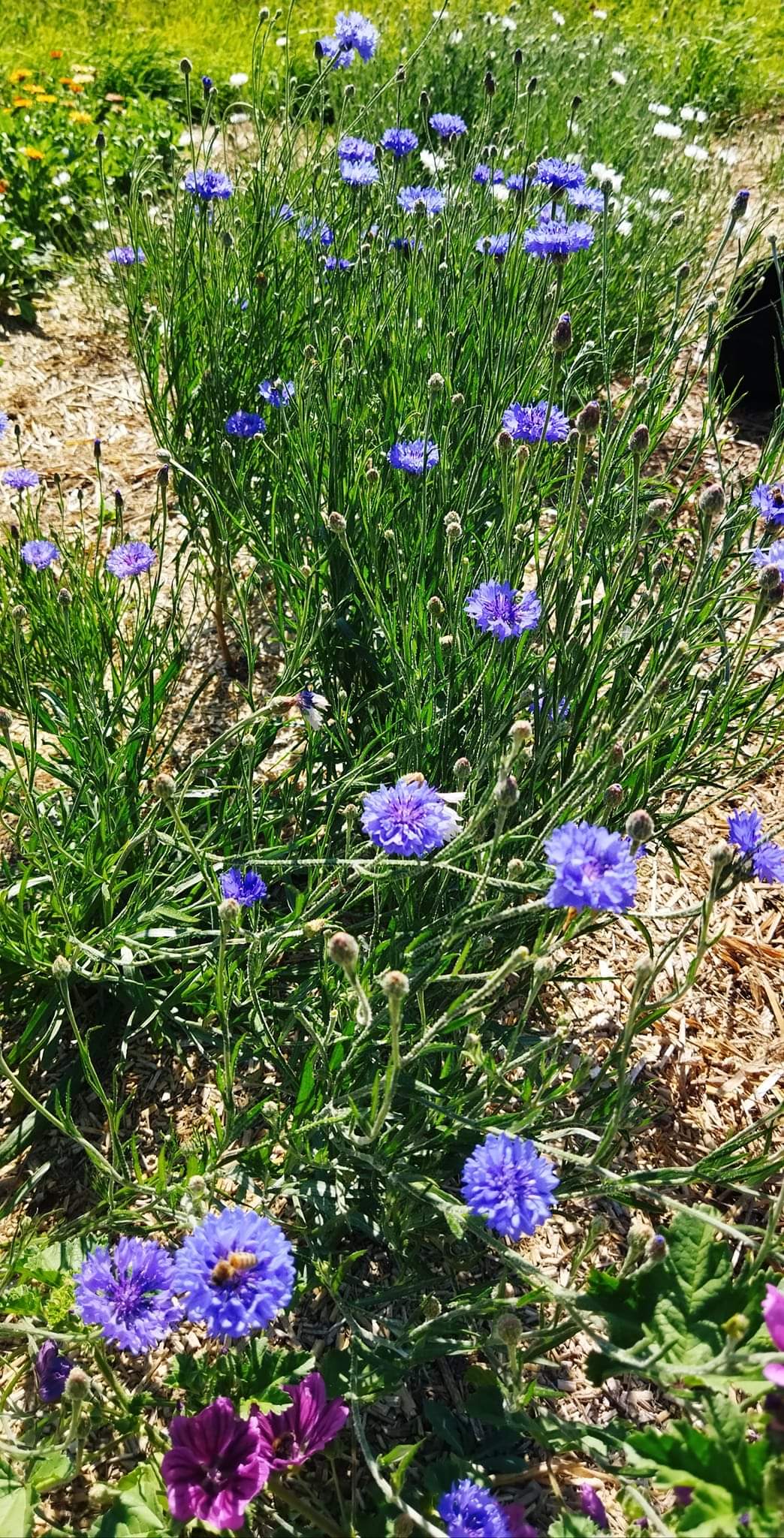 Sachet d"Herbes Aromatiques Séchées BLEUET