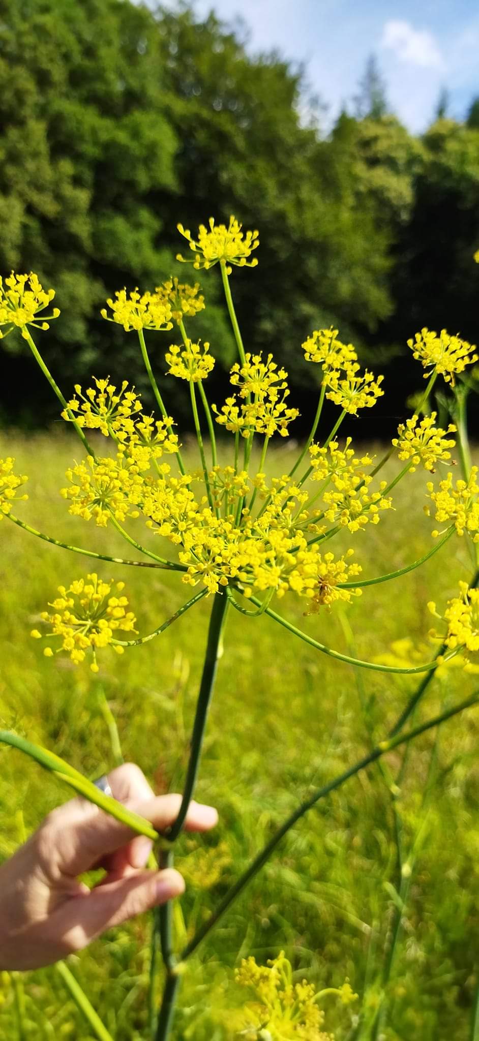 Sachet d'Herbes Aromatiques Séchées FENOUIL